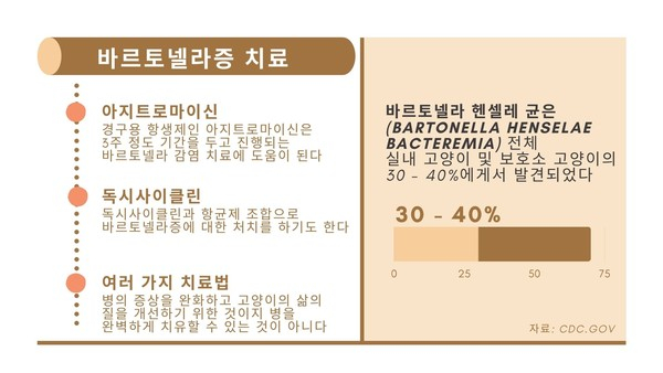 부종‧발열 나타나는 '고양이 할큄병' 사람에겐 합병증 치명적