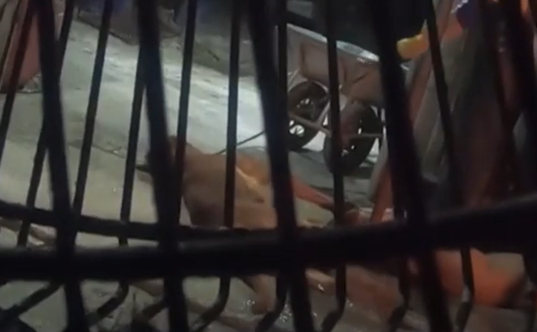 춘천시 불법 도살장에서 전기 도살을 당하고 있는 개 (출처=동물자유연대 유튜브 공식채널)