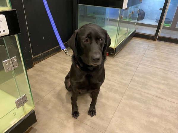 래브라도 리트리버는 지능이 높고 침착하며 인내심이 강하다고 알려져 있다 (사진출처=도그마루 홈페이지)