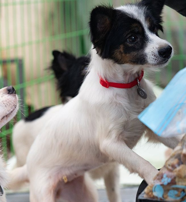 '犬계의 샤넬'이라 불리는 제니…가족으로 맞아주개!