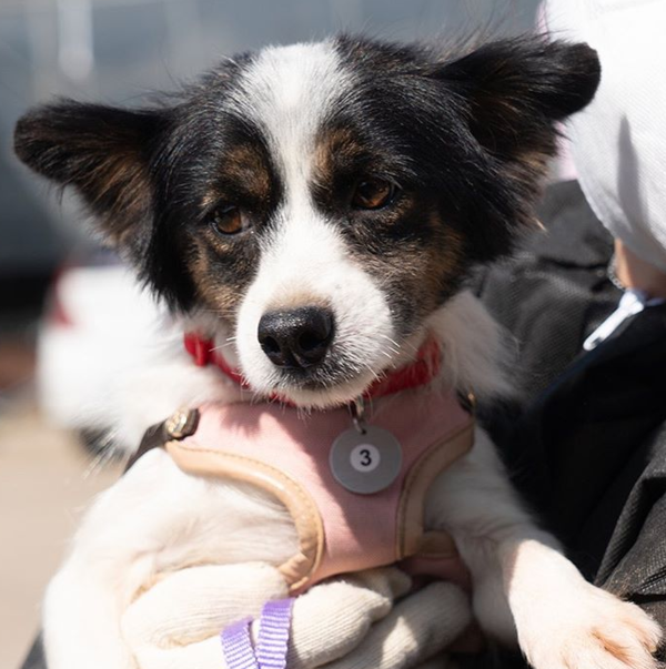 '犬계의 샤넬'이라 불리는 제니…가족으로 맞아주개!