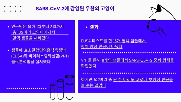 우한 고양이 15% 코로나 항체 발견…고양이도 코로나 감염률 높을까?