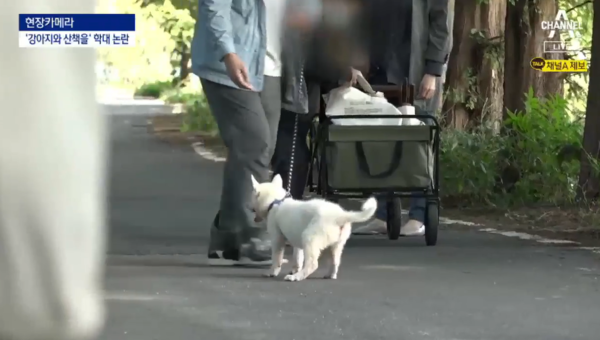 산책을 거부하는 강아지의 모습이 담겨있다 (사진출처=ⓒ채널A '뉴스A' 네이버TV 캡쳐)