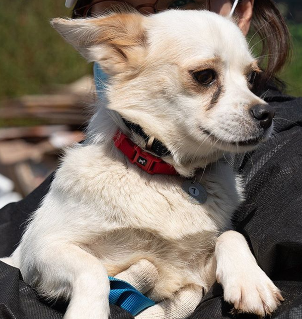 장꾸美 넘치는 '루나'…나와 함께 산책 나설 평생 가족되어주개!