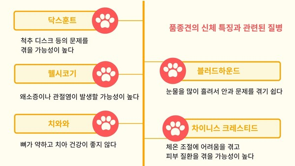 유전질환에 취약…심사숙고해야 할 품종견 입양 문제