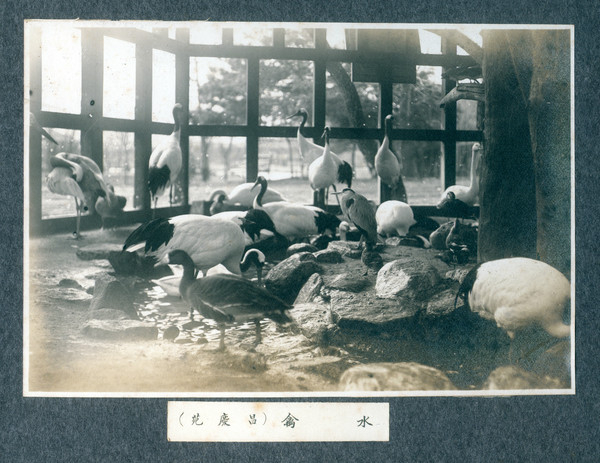 창경원 동물원의 수금사 내 물새들 모습 (사진출처=창덕궁, 창경원 사진첩/서울역사아카이브 홈페이지)