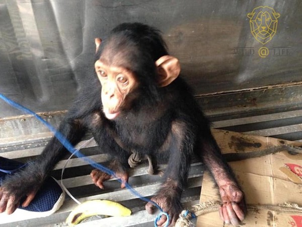 (사진출처 = 'Wild@Life' Facebook)