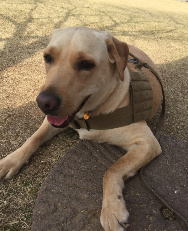 애견 카페서 만난 대형견, 래브라도 리트리버 '아리'