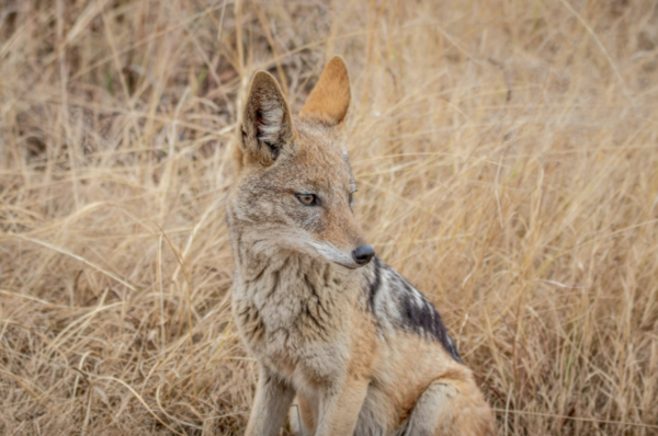 음식이 식단의 50% 이상을 차지한 동물도 있다(사진=PEXELS)