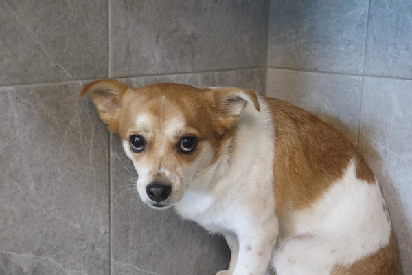 복돌이가 평생 함께할 새 가족을 기다리고 있습니다 (사진출처=도그마루 홈페이지)