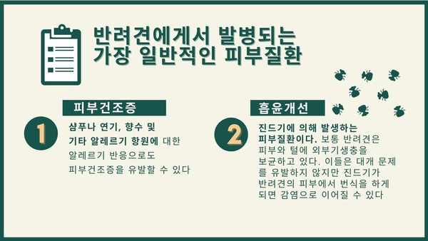 반려견도 건조하면 더 가렵다! 대표적인 피부질환 5가지