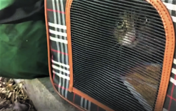울산 주상복합 화재 불길 속 살아남은 '기적의 고양이'