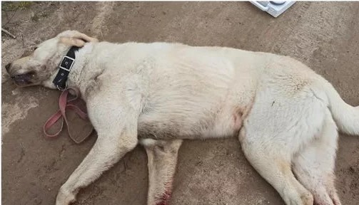 차량에 강아지 매달고 '미친 질주'한 견주…코로나 자가격리 지루해서 그랬어요