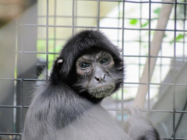 '세계 동물권 선언' 42년, 모든 동물들은 존중받고 있을까?