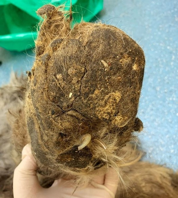 (사진출처 = 영국 매체 'SWNS')