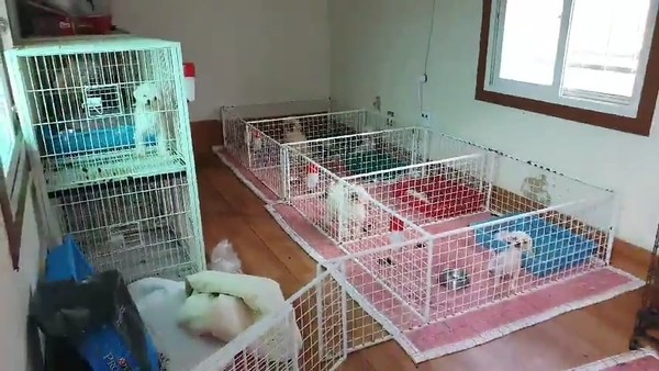 (사진출처=비글구조네트워크 공식 블로그)