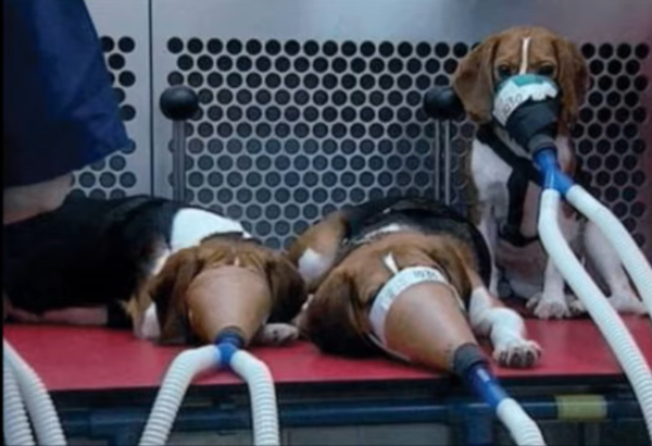 (사진출처=영국 동물보호단체 'SHAC')