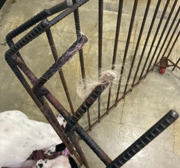 ▲ 해당 사건 이후 쇠창살 (사진출처=네이트 판)