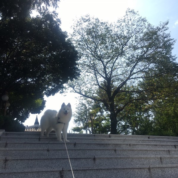 ▲ 사망 전 반려견 모습 (사진출처=네이트 판)