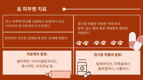 진드기 감염에 주의! 주인도 옮을 수 있는 ‘옴 피부병’이란?