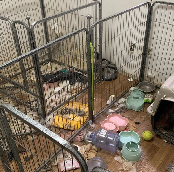 ▲ 여러 개의 철창들 (사진출처='동물자유연대' 인스타그램)