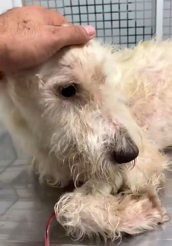 입과 다리 '꽁꽁' 묶인 채 버려진 강아지…간신히 숨만 쉬고 있어