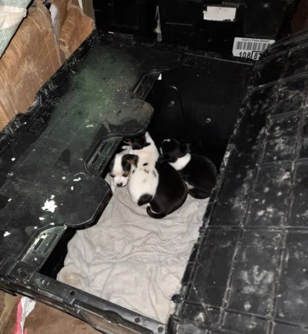 아일랜드 항구서 4마리의 새끼 강아지 택배 상자에 갇힌 채 발견