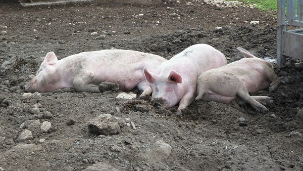 인천 양돈농장, ASF 확산 우려에 돼지 재사육 장점 중단…강화군 "생계안정비용 추가 지급"