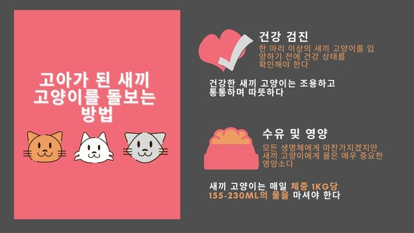 태어나자마자 어미 잃은 새끼 고양이 어떻게 돌볼까?