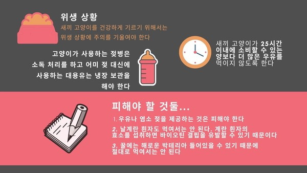 태어나자마자 어미 잃은 새끼 고양이 어떻게 돌볼까?