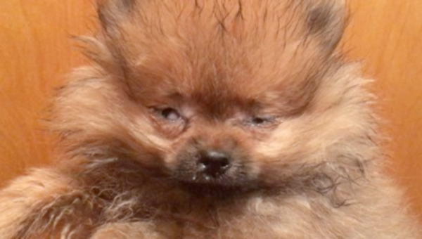 ▲ 반려동물 전문점 CKC에서 결막염에 걸린 포메라니안 발견 (사진출처=HSUS)