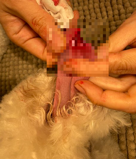 (사진출처='강아지미용 맡겼는데 혀가 잘렸습니다' 네이트 판)