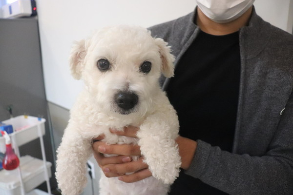 ▲ 동동이를 입양할 새 가족을 찾습니다 (사진출처=도그마루 홈페이지)