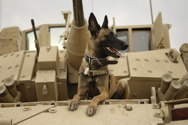 전쟁 속 '자살특공대'가 된 개들…몸에 폭발물 걸치고 적진으로 달려가