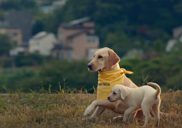 '개를 살리는 개들' 헌혈견 되려면?…"노란 스카프 자부심 한 번 뽐내보시개"