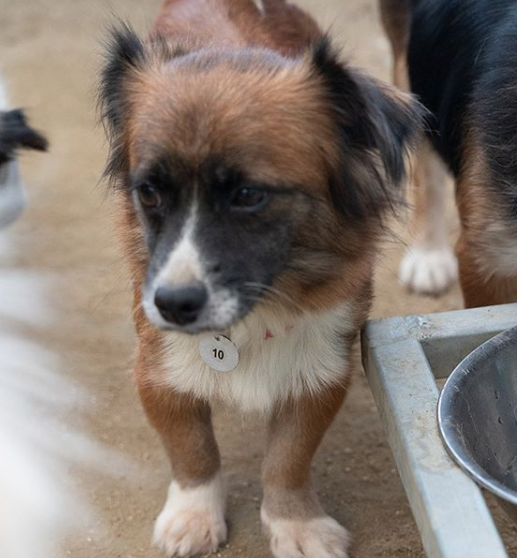 엉덩이로 애정 뿜뿜! 애교쟁이 '쇼콜라'가 새 가족을 찾습니다