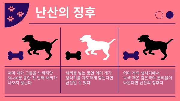 출산 예정일 앞뒀다면 반려견 ‘난산’ 체크해야…유독 취약한 품종은?