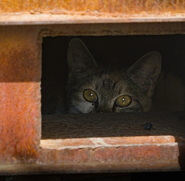 (사진출처=pixabay)