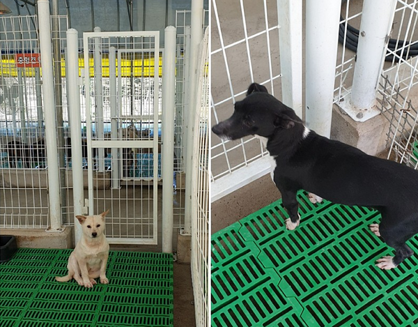 ▲ 깨끗해진 보성군 유기견보호소 견사 [사진출처= 비글구조네트워크 공식 블로그]