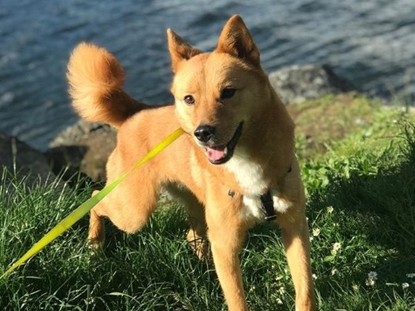 ▲ 작년 구포 개시장 폐업 당시 구조되어 캐나다 밴쿠버에서 가족을 만난 대박이(사진출처=인스타그램 @dae_ko_house / 동물자유연대 공식 블로그)