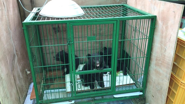 ▲ 지난해 녹색연합 모니터링 중 발견된 불법증식 새끼 반달가슴곰 (사진출처=녹색연합)