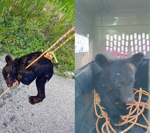 ▲ 지난 7월 탈출했다가 구조된 새끼곰 (사진출처=여주소방서)