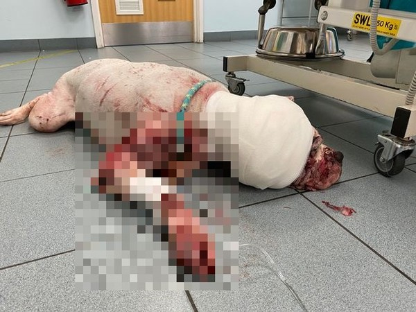 (사진출처=RSPCA)