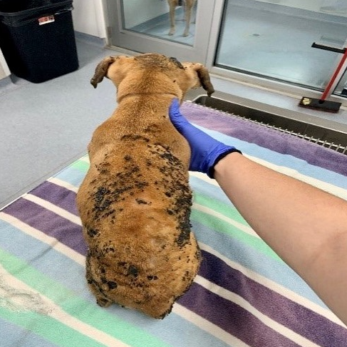 ▲ 강아지 머리와 등에 녹아든 검은 플라스틱 자국 [사진출처=콜럼버스 소방서 페이스북]