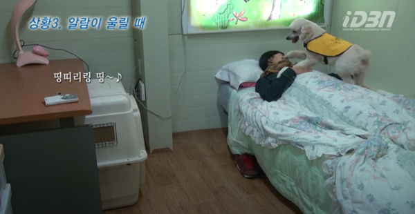 ▲ 알람이 울리면 견주를 터치해 깨운다 (사진출처=DBN한국농아방송)