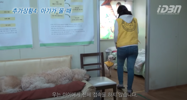 ▲ 아기가 울면 우는 아기에게 신체 접촉을 하지 않고 견주에게 달려가 터치하며 알려준다(사진출처=DBN한국농아방송)