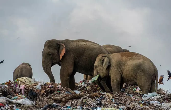 (사진출처=Tharmaplan Tilaxan / New York Post)