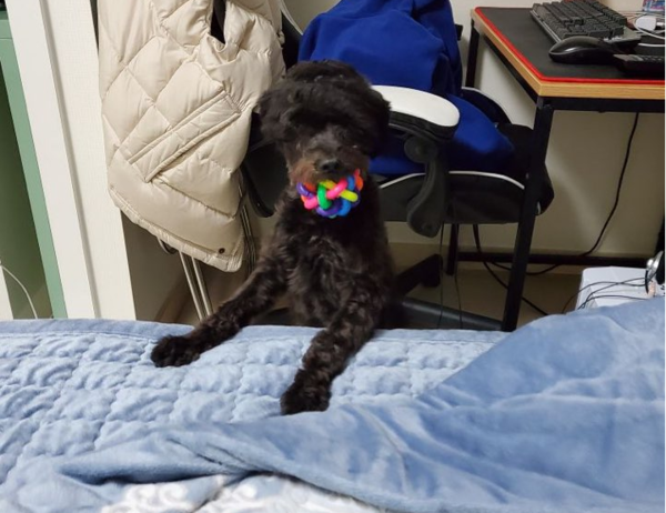 (사진출처=도그마루 홈페이지)