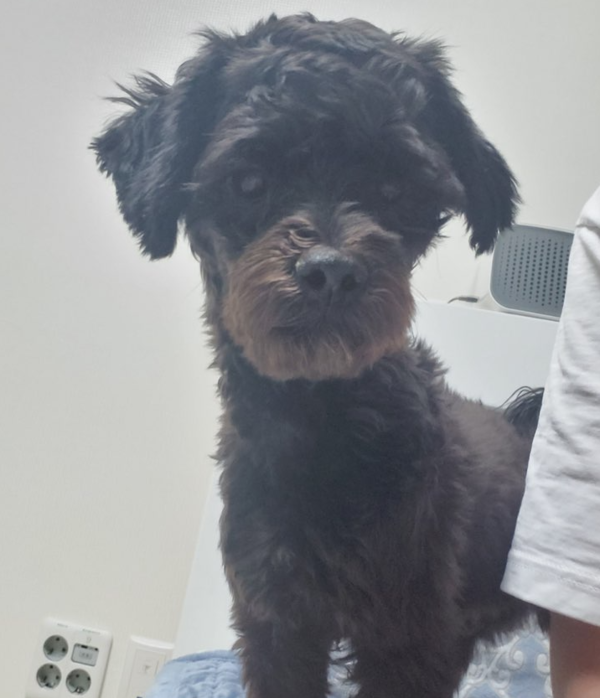 (사진출처=도그마루 홈페이지)