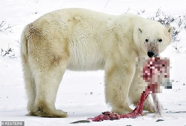 '쓰레기차'에 이어 '동족포식'까지…굶주린 북극곰의 눈물
